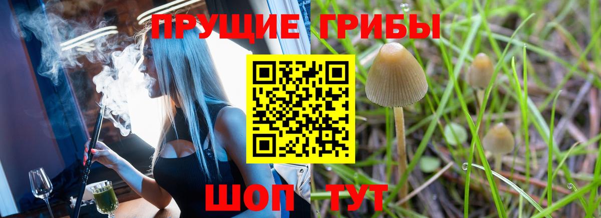 Псилоцибиновые грибы Psilocybine cubensis Барнаул